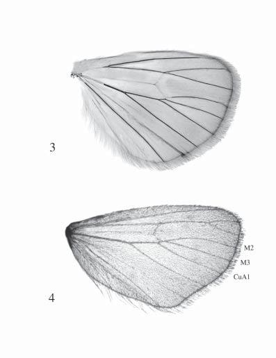 Figs. 3 4. Hindwing venation of Arctiidae. 3. Quadrifid venation showing base of M2 close to M3 (Arctiidae: Arctiinae: Spilosoma); 4.