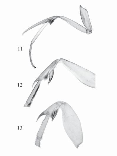 Figs. 11 13. Foretibial structures. 11. Apical hood of Herminiinae (Erebidae: Herminiinae: Simplicia). 12.