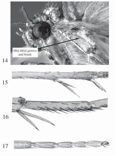 Figs. 14 17. Leg structures. 14. Midtibia of Ophiusini showing lateral groove and brush (Erebidae: Catocalinae: Matigramma). 15.