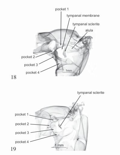 Figs. 18 19. Tympanal structures. 18. Erebid tympanum with open pocket 4 (Erebidae: Catocalinae: Catocala).