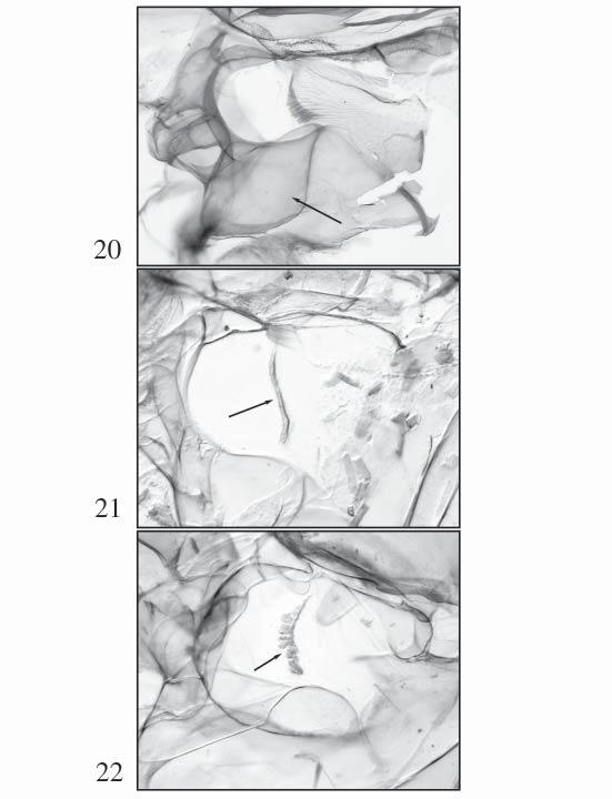 Figs. 20 22. Tympanal structures. 20. Tympanum with enlarged pocket 4 (Noctuidae: Xyleninae: Pseudeustrotia). 21.