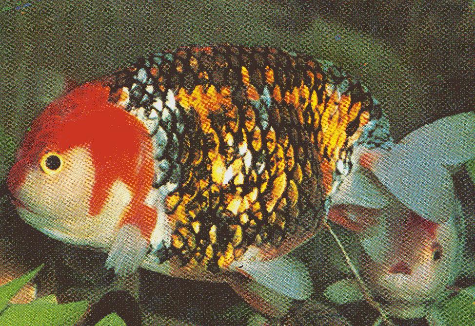 Calico Ranchu from Goldfish by Paul Paradise; note that each scale is outlined in black Ranchu are large fish and require extensive biological filtration due to their body mass.