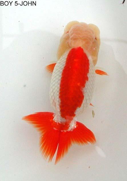 Picture of one of John Parker s fish, showing the top-down appeal of the Ranchu Ranchu and Lionheads often compete in the same category in most fish shows, and preference is usually given to a good