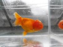 I originally kept common Goldfish, these fish were obtained from the local funfairs and proudly taken home in a small plastic bag and kept in a corner of Dad s tropical fish-house in a collection of
