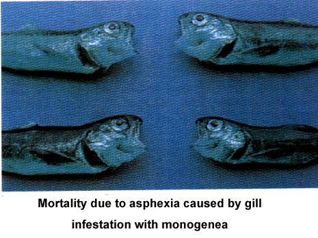 Disease signs Signs of excessive parasitism with monogenea depend on 1-the species of fluke involved 2-location on the host. 3-environmental factors such as temp.