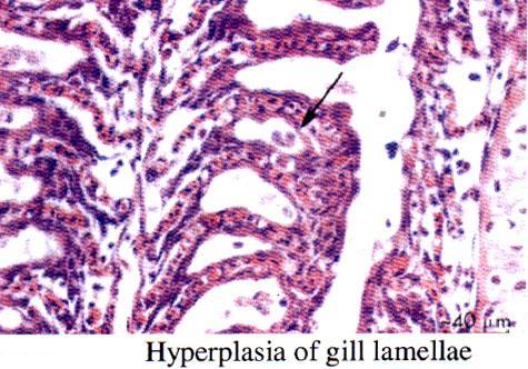 Histopathological changes The affected gills may have areas of thickened mucus,hyperplasia,petechial hemorrhages and necrosis. *secondary infection with fungus and bacteria may be present.