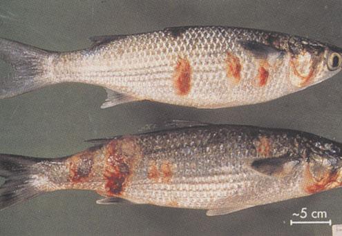 Disease signs due to Skin- inhabiting monogenea Affected fish rub against the bottom or sides of the holding facility.