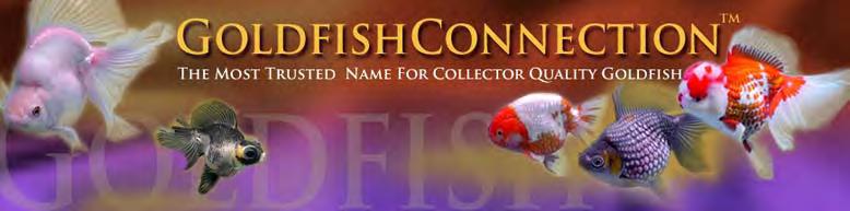 The Goldfish Connection is a proud sponsor of the American Goldfish Association, providing funding for shows, awards and educational opportunities to goldfish hobbyists.