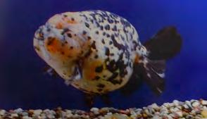 We feature articles on goldfish care, maintenance, varieties, and our always-popular goldfish auction.