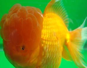 Goldfish on the Run We are a major goldfish distributor in Southeastern, Pennsylvania. We have been in business for 22 years.