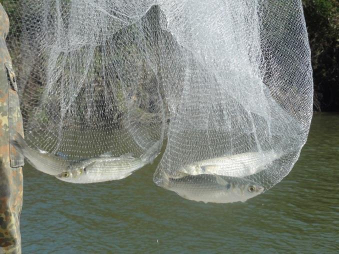 ladyfish (Elops saurus) white bass (Morone chrysops) gafftop catfish (Bagre marinus) fat sleeper goby (Dormitator maculatus) bay anchovy (Anchoa