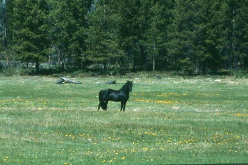 ! 28 Figure*6.*Medium@sized*adult*black*stallion*in*spring*habitat*in*the*Brittany*Triangle,*2002.