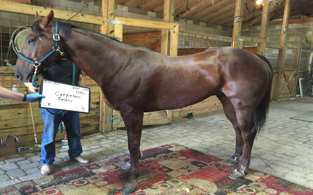 Case Study #3 Cluster of 17 EP-positive bushtrack QH racehorses in Tennessee.