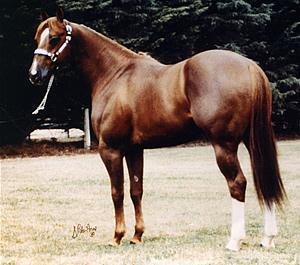 In 1980 Morn Deck achieved an Australian first at the Australian Quarter Horse Championships by winning the Supreme National Champion Exhibit at Halter award for the second year in succession.