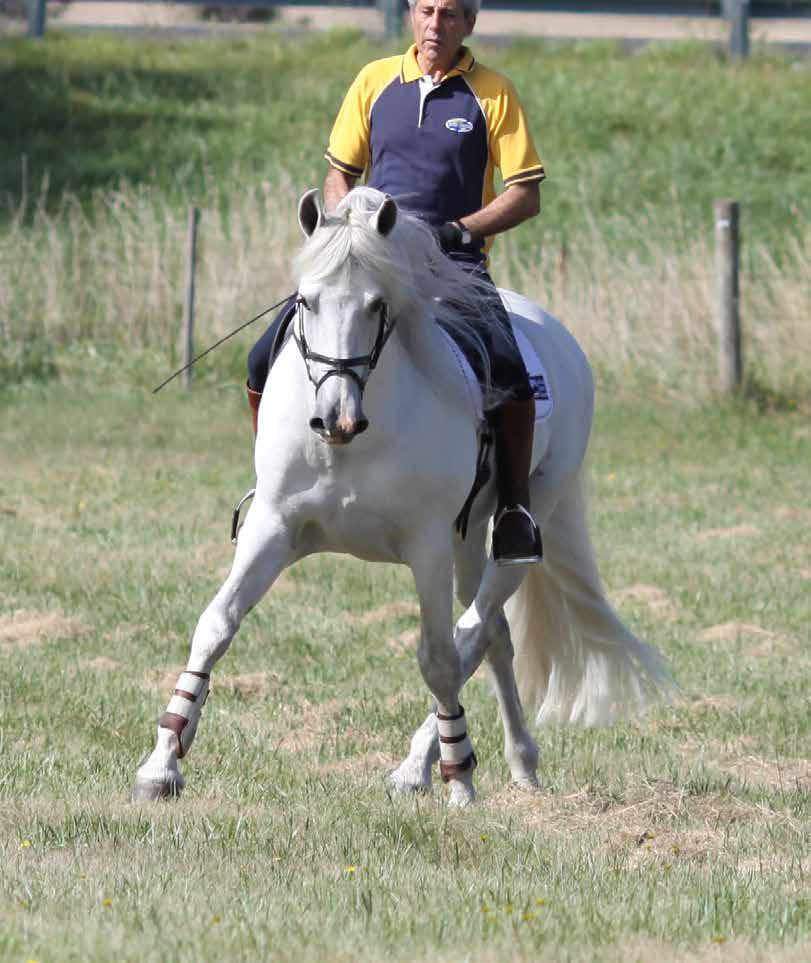Schooling the Horse: The Importance of Lengthening the Neck by Manolo Mendez, Specialist of In-hand and Classical Equitation with writer Ysabella Dean In the paddock or in the wild, we can see horses