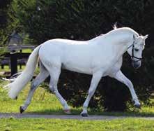 Standing at Stud for the first time Introductory Service Fee $1650 including GST Fresh & Chilled Semen available Popular Andalusian representative at