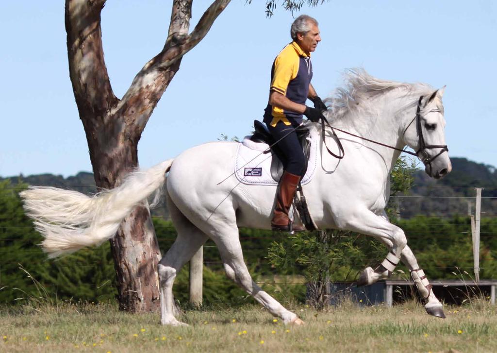 Developing the Basics: Step by Step Manolo Mendez, Specialist of in-hand and Classical Equitation. With writers Ysabelle Dean and C.Larrouilh Dinamico XII is an imported Andalusian stallion.