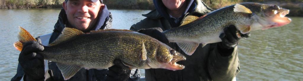 RUNYON LAKE FISH SAMPLING DATA AND 2018 FORECAST Walleye and saugeye survive well in Runyon Lake, and are predicted to be moderately abundant in 2018.