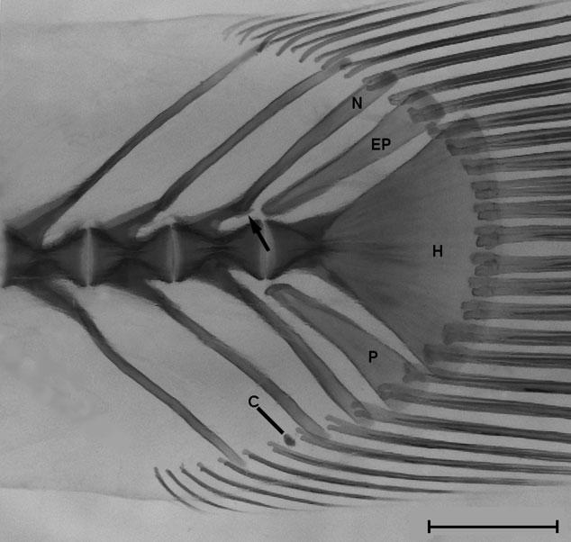 Cynopoecilus notabilis sp. nov., male, UFRGS 16300, holotype, 31.