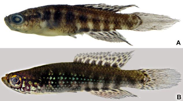 dos Patos system, Rio Grande do Sul, Brazil. Figure 5. Cynopoecilus notabilis sp. nov., male in life, MCP 47418, paratype, 25.