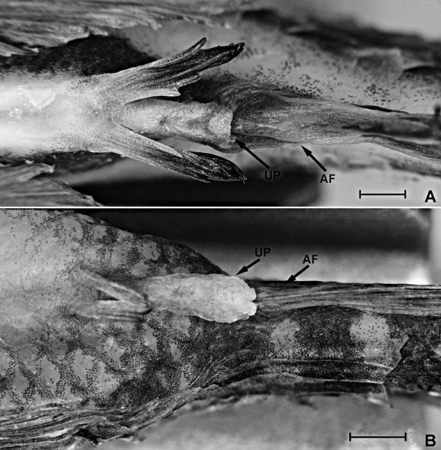 PHYLOGENETIC ANALYSIS OF CYNOPOECILINA 853 Figure 6. Cynopoecilus notabilis sp. nov., ventral view, (A) male, UFRGS 16800, paratype, 40.5 mm SL; (B) female, UFRGS 16800, paratype, 23.9 mm SL.