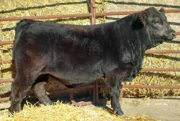 Very stacked pedigree. He s homo both ways, so every calf will be black and polled!! We think he s a great one, and you will too. Calved...3/1/16 Tattoo...64D Reg#.