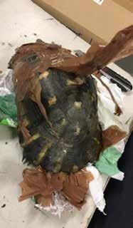 Inside, they held cardboard boxes labeled Live animals. Only for exportation. containing 4000 red-eared sliders (Trachemys scripta elegans). Three men were apprehended, all having come from Lebanon.