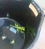Sauria AMERICA BRAZIL February 28, 2017 Salvador, State of Bahia, Brazil A tourist had been in town for the Carnaval. She spotted a baby iguana (Iguana spp.