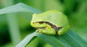 Amphibians EUROPE FRANCE Hyla arborea Christian Fischer Rana dalmatina Early February 2017 Jura Department, France Sentencing of a man to a 3000 fine and 5 months suspended prison sentence for the