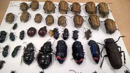 Insects and Arachnids ASIA CHINA February 22, 2017 Zhuhai, Province of Guangdong, China Seizure of 17 butterflies in an EMS messaging package.