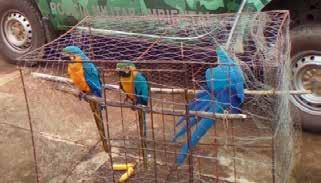 17 March 10, 2017 Santana da Ponte Pensa, Sao Paulo State, Brazil Seizure of a blue and yellow macaw (Ara ararauna, Appendix II) and drugs.