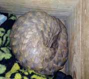 January 24, 2017 Zimbabwe Seizure of one pangolin. 3.8 kg. The first refugee of the year for the Tikki Hywood Trust. So staggered that she would not leave the cover of the towel.