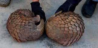 and transport of a pangolin. To justify his offense, he claims to suffer from a skin disease and stomach problems that classical medicine fails to heal.