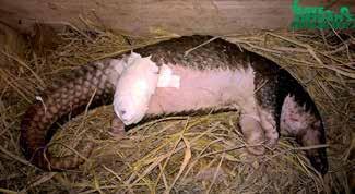PHILIPPINES March 17, 2017 Bacolod, Western Negros Province, Philippines Fifteen frozen and mutilated pangolins were found in a ditch.