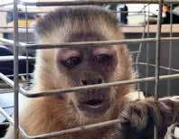 He eats lollipops, he drinks his milk from a cup, he tucks himself in to sleep, and he misses his family, explained Alberto Tellarini, the veterinarian at the refuge the capuchin had been sent to.