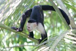 In the trunk, there were 2 young black tufted capuchins (Cebus nigritus, Appendix II). They were said to have been bought on the internet.