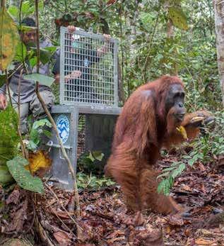 15 February 2, 2017 Sidikalang, North Sumatra Province, Indonesia Rescue of a captive adult female orangutan, weak and injured.
