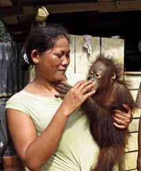 March 13, 2017 North Kayong Regency and Ketapang Regency, West Kalimantan Province, Indonesia One was a male, almost 4 years old.