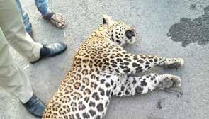 LEopards - FOLLOWED ASIA Between January 1 st and mid- March 2017, 131 leopards have died in India 2 per day.