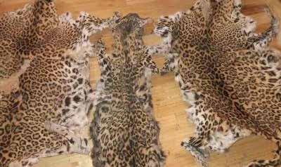 LEopards - FOLLOWED February 4, 2017 Dalanwala, Dehra Dun, State of Uttarakhand, India Seizure of 2 skins, estimated value of 14 lakh Rs ($20,603 US), 2.4 m long. They came from the hills of Garhwal.