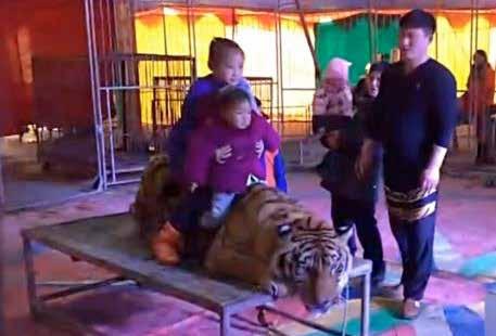 people were in line. They wanted to ride the tiger and take a picture. Young children, brought by their parents, were scared and the parents laughed. One of the circus employees encouraged it.