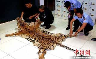 Elisa Allen, director of PETA UK, added, This tiger was bound and strapped so tightly that he couldn t even lift his head, while a caged bear paced around and around in the background, showing the