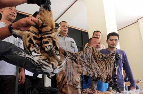 TIGERS - FOLLOWED INDONESIA February 27, 2017 Koto Gadang, West Sumatra Province, Indonesia Seizure at 8 o clock in the morning local time of 8 cell phones, 2 cars, and a Sumatran tiger skin.