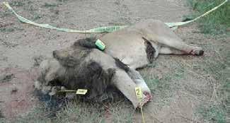 LIONS - FOLLOWED January 27 and January 31, 2017 Limpopo Province, South Africa -Polokwane. Discovery of 3 poisoned and decapitated lions.