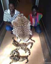 49 OTHER FELINES AFRICA UGANDA March 31, 2017 Uganda AMERICA BRAZIL Seizure of a cheetah skin (Acinonyx jubatus, Appendix I) and 2 African civet skins (Civettictis civetta, Appendix II in Botswana).