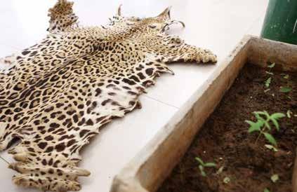 50 January 13, 2017 Lins, Sao Paulo State, Brazil Seizure of a jaguar skin (Panthera onca, Appendix I), a 12mm caliber rifle, 7 cannabis plants, and a precision balance at the home of a 22-year-old