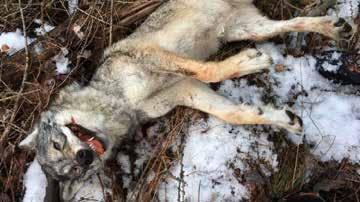 -In the subdivision of the Cantal, in the Massif Central, farmers are denouncing the procedure of identification to prove a wolf responsible of a sheep attack.