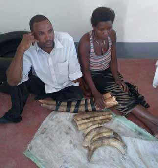 1 UGANDA March 14, 2017 Northern Uganda Seizure of 3 elephant tusks and 6 hippopotamus teeth. Two arrests.