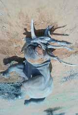 4 January 14, 2017 Hazyview, Province of Mpumalanga, South Africa Discovery of 6 horns cut into pieces, 3 long and 3 short, in an icebox in a house under construction.