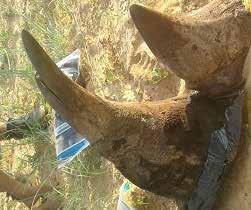 11 SAPS January 25, 2017 Nelspruit, Mpumalanga Province, South Africa Caught for poaching, carrying of horns, and rebellion in 2011 in Kruger Park, Simon Ngubane was sentenced to 33 years in prison.